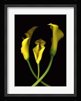 Calla Lilies 2 Fine Art Print