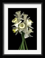 Daffodils 3 Fine Art Print