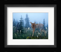 Fawn Memories Fine Art Print