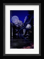 Moonlight Prey Fine Art Print