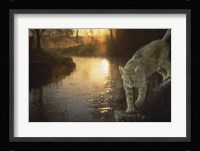 Misty Water Morn Fine Art Print
