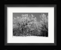 Winter Frost 4 Fine Art Print