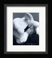 Snow Goose Fine Art Print