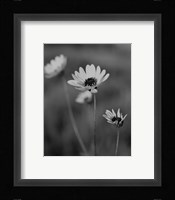 Wildflowers 8 Fine Art Print