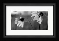 Wildflowers 2 Fine Art Print