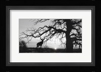 Silhouette Fine Art Print