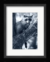 Raccoon Fine Art Print