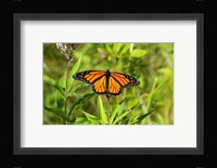 Shades Of Nature Butterfly Fine Art Print