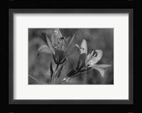 Wildflowers 3 Fine Art Print