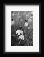 Wildflowers 9 Fine Art Print