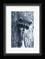 Raccoon 3 Fine Art Print