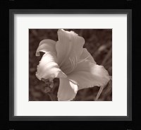 Sepia Flower 1 Fine Art Print