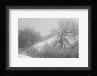 Winter Snow And Brush I Fine Art Print