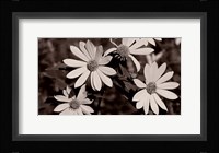 Buffalo River Flowers III Fine Art Print