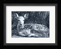 Fawn Fine Art Print