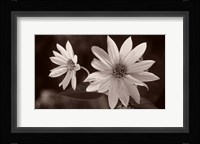 Buffalo River Flower Duo Fine Art Print