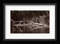 Lake And Fallen Tree Reflection Fine Art Print