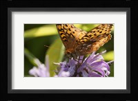 Orang Butterfly On Purple Wildflower Closeup Fine Art Print