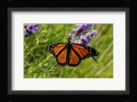 Shades Of Nature Orange Butterfly Fine Art Print