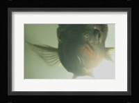 Green Underwater Fish Closeup Fine Art Print
