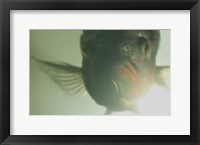 Green Underwater Fish Closeup Fine Art Print