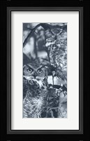 Owls Fine Art Print