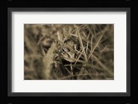 Frog Hidden Behind Grass Blades Fine Art Print