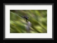 Natural Motif VI Fine Art Print