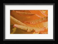 The Rose Orange Petals And Raindrops Fine Art Print