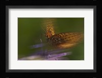 Natural Motif VIII Fine Art Print