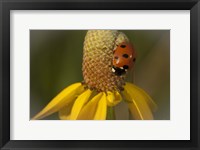 Ladybug On Yellow Flower Framed Print