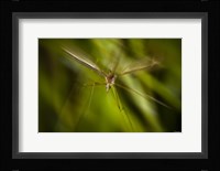 Natural Motif X Fine Art Print