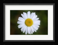 Shades Of Nature White Daisy Fine Art Print