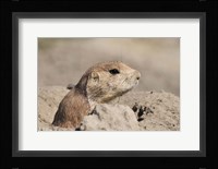 Hidden Critter In The Rock Fine Art Print