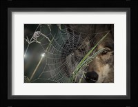 Web & Wolf Fine Art Print