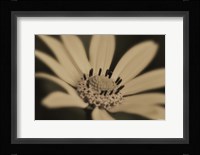 White And Black Flower Fine Art Print