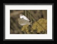 Moth On Yellow Wildflower Fine Art Print