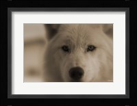 White Wolf Closeup Fine Art Print