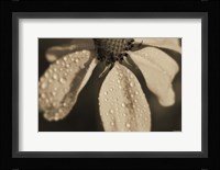 Black And White Flower With Dew Fine Art Print