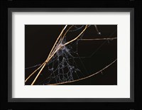 Spider Web Covered In Dew Fine Art Print