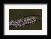 Blue Caterpillar On Branch Closeup Fine Art Print
