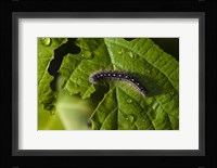 Catepillar And Broken Leaf Fine Art Print