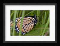Orange And Black Butterfly On Leaf Fine Art Print