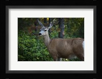 Wildlife In Teton Fine Art Print
