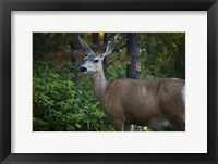 Wildlife In Teton Fine Art Print