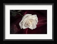 White Rose On Wine Closeup Fine Art Print