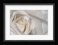 White Rose Closeup Fine Art Print