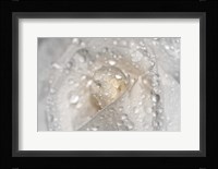 White Rose Closeup With Dew I Fine Art Print