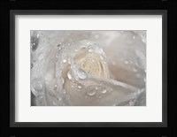 White Rose Closeup With Dew II Fine Art Print