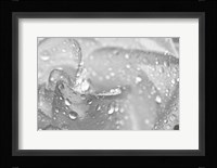 White Rose Closeup Black And White Fine Art Print